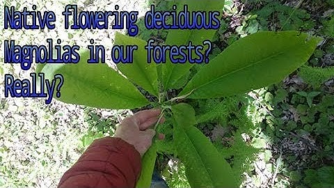 Cucumber Magnolia: A Native Deciduous woodland-habitat flowering magnolia!