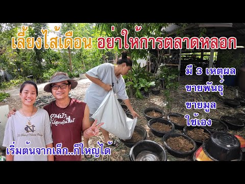 3 เหตุผลที่เลี้ยงไส้เดือน ขายพันธุ์ ขายมูลหรือใช้เอง