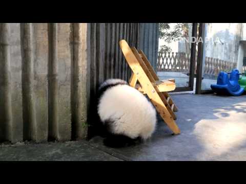pandapia 20141105 月亮室外 星語 在活動場來回跑著玩