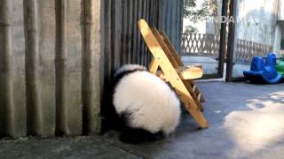 pandapia 20141105 月亮室外 星語 在活動場來回跑著玩