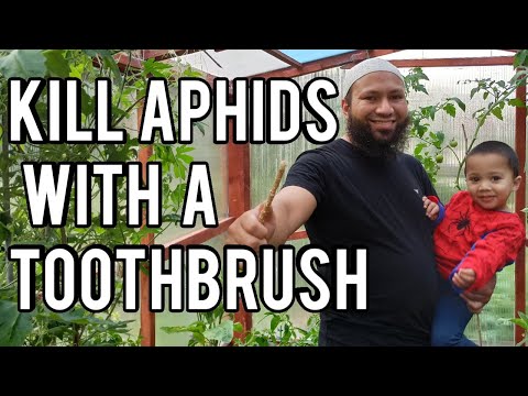 How To Kill Aphids On Plants Using Neem Oil