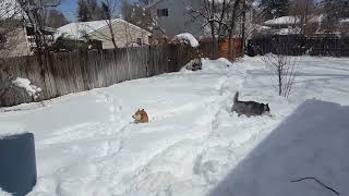 03242016 Holly, Benji, and Stella playing in the snow in Colorado. pt3