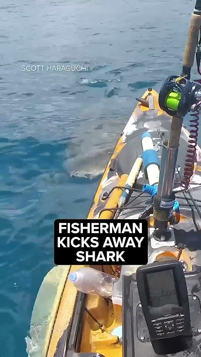 Video shows shark attack kayak off Hawaii shore