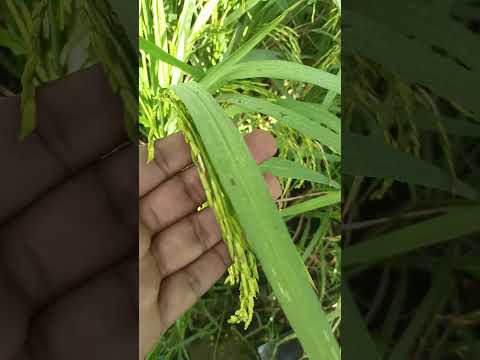 Pusa Basmati 1847