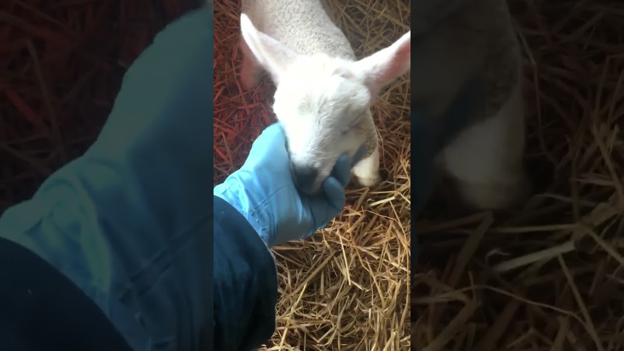Half blind baby lamb loves to get some attention!
