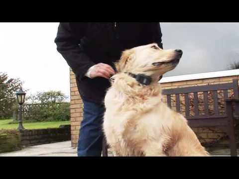 Video: Onko Nenäsumute Turvallinen Koirille?