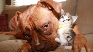 видео: Самые смешные животные / Приколы с котами и собаками 2021 #19 картинка: Самые смешные животные / Приколы с котами и собаками 2021 #19