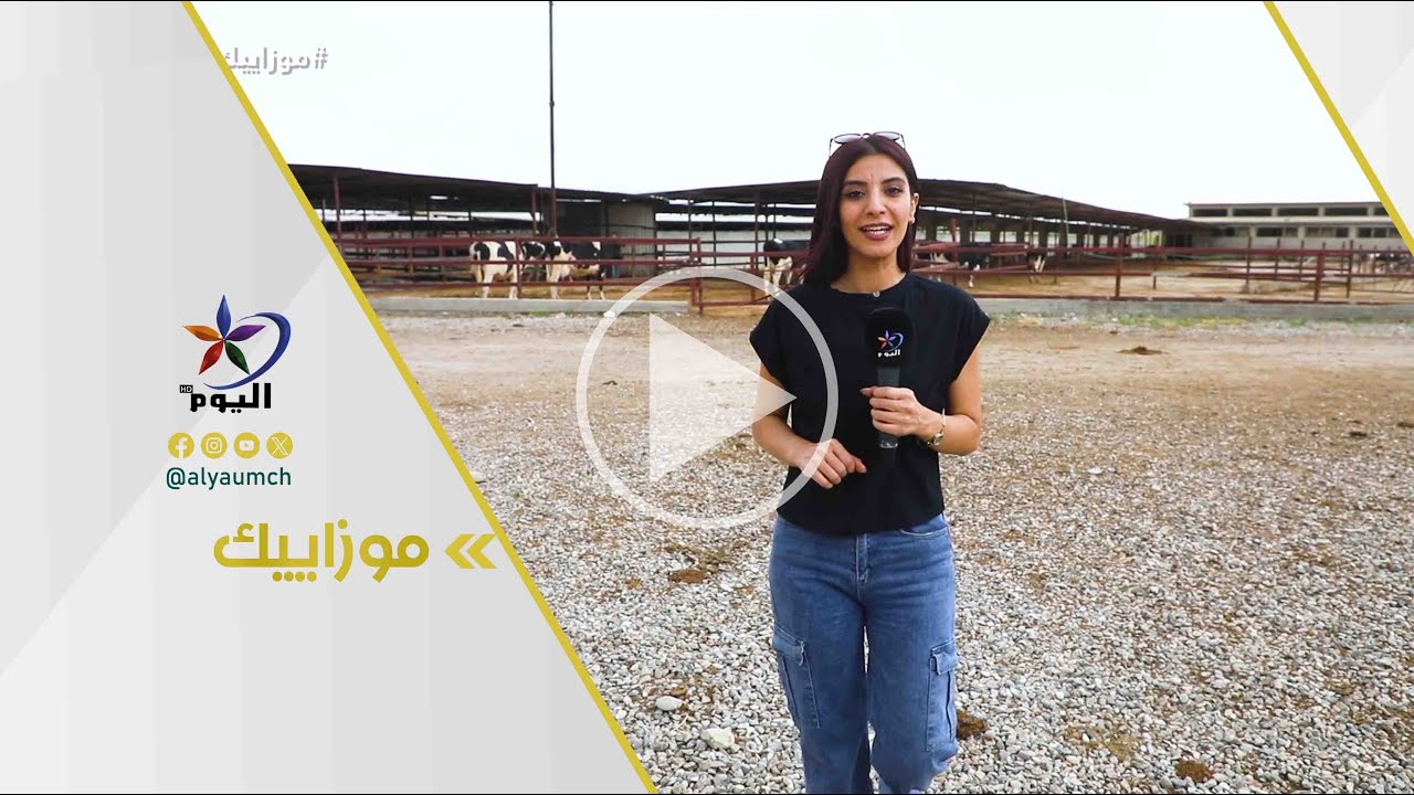 موزاييك مزرعة الأبقار في ريف ديريك 13-05-2025