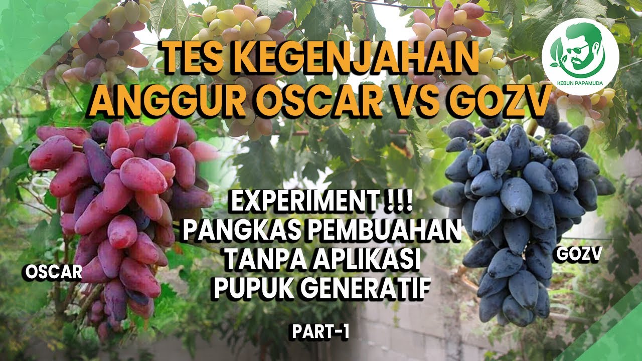 PANGKAS PEMBUAHAN ANGGUR OSCAR VS GOZV ADU GENJAH TANPA PUPUK GENERATIF | OSCAR VS GOZV PART 1