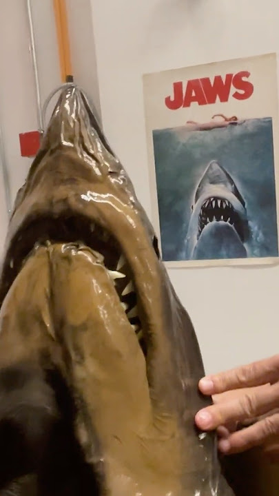 Meet the shark that inspired JAWS! #movies #naturalhistory #sharks #jaws #museums #ichthyology