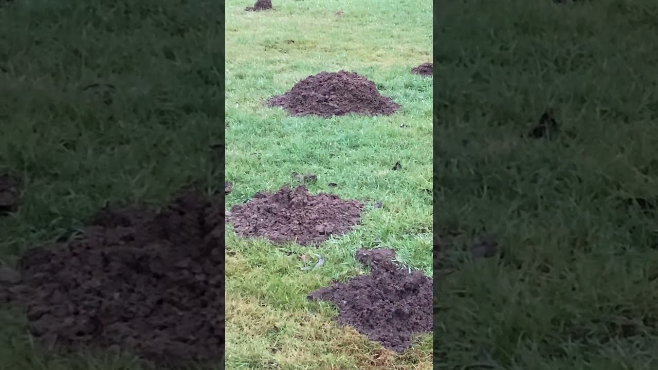 Maulwürfe - schaffen Landschaft mit Strukturvielfal