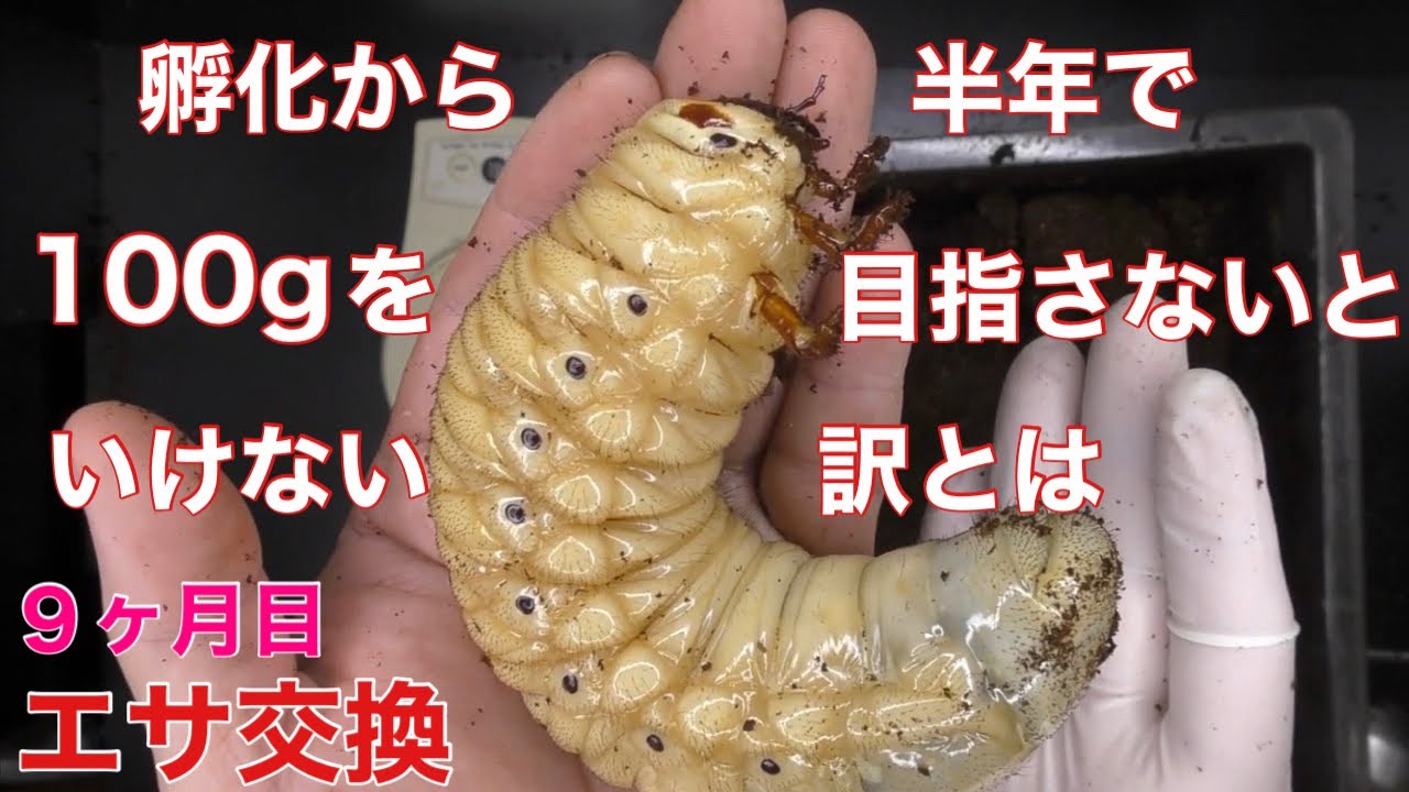 【9ヶ月目】半年で100gを目指さないといけない訳【ヘラクレスオオカブト】
