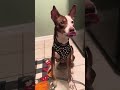 Roscoe video