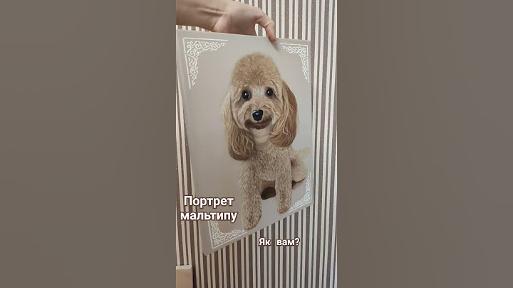 Maltipoo. Pet portrait. Портрет собак.Пишу портрети. Живопис акрилом. #artist #art #портрет #собака