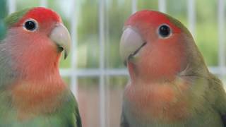 LOVEBIRDS HD