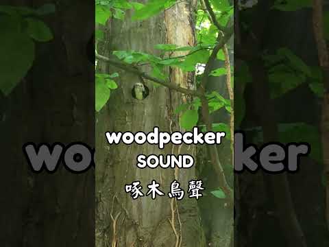 ASMR 動物聲音 啄木鳥 Funnyfunny93 動物 動物園 動物森友會 動物園の動物 啄木鳥 聲音日記 聲音治療 Asmr Asmrvideo Woodpecker 
