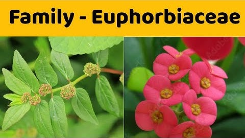 Euphorbiaceae Family | Floral Formula | Economic Importance of Family Euphorbiaceae