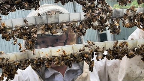 Equalizing, Requeening, First Graft