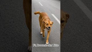 Choco & His Friends – Part 1 Introducing Brownie aka Titto 🤎 The smiling star of the series.