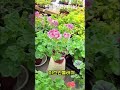 #이츠인블러쉬 #민들레가든
