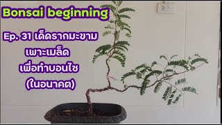 Bonsai beginning Ep.31 เด็ดรากมะขามเพาะเมล็ด เพื่อทำบอนไซ(ในอนาคต)