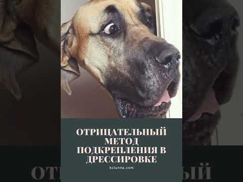 Что называют отрицательным методом подкрепления в дрессировке?