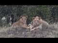 Pt 2  Safari Live&#39;s Sunrise Safari Drive at 7:30 AM on Sept 03, 2017