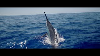 Monster Black Marlin