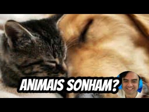 Vídeo: Por Que Os Ratos Sonham?