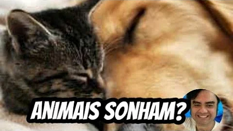 O que sonham os cães?