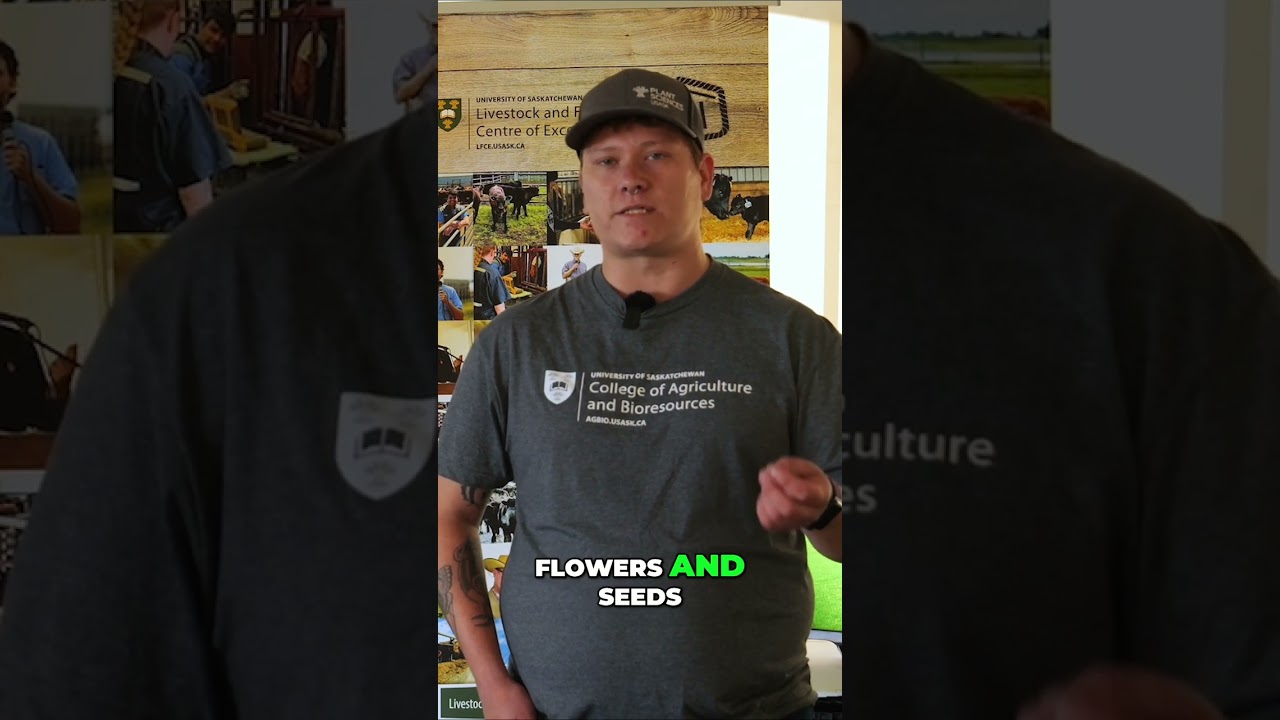 Lesser Clover Leaf Weevil: Protect Your Red Clover Yield! 