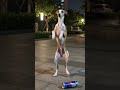 animal family dance #dog #dogdance