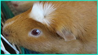 Very excited guinea pigs!