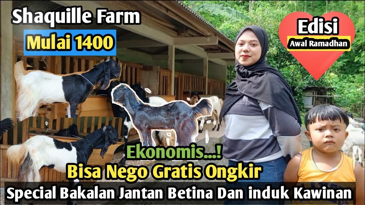 1400...!! GRATIS ONGKIR SE JAWA KAMBING PE KALIGESING Shaquille Farm #hargakambing#kambingpe