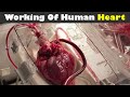 Working Of Human Heart (Urdu/Hindi)