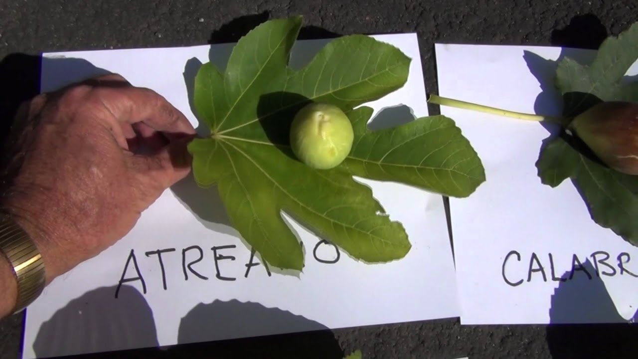 Sampling six fig varieties