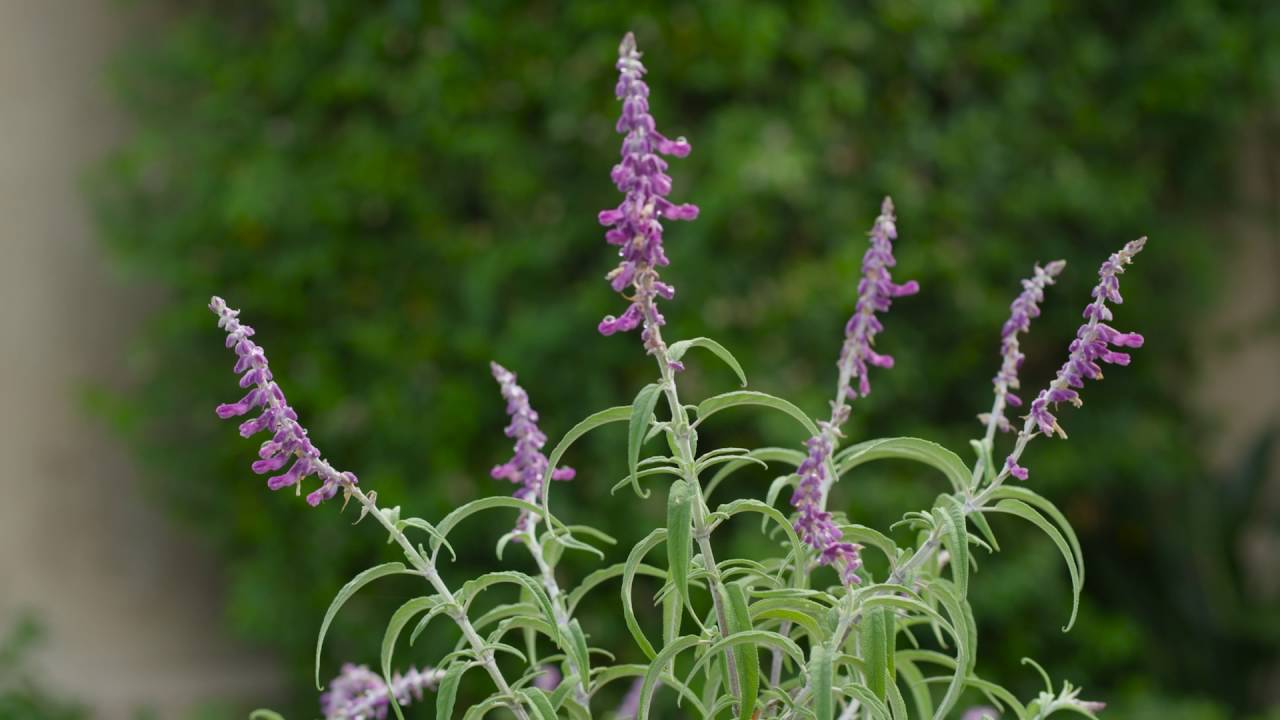 Image 13