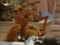 alf tras el pobre gato suertudo