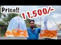 കടയിലെ മുഴവൻ"Gold Fish"മേടിച്ചു | Bought 60 Gold Fishes For My pond|DIY Pond |Miniforest in Backyard