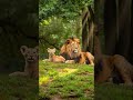 The Lion King and His Cub | Majestic Forest Guardians |  #4khdr #africansafari #aivideo