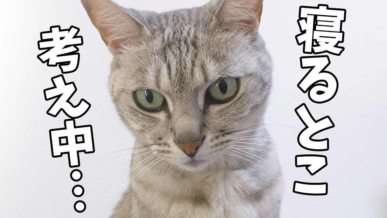 猫だらけで寝る場所がなくて動画編集妨害する猫 - YouTube