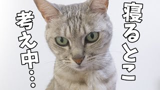 猫だらけで寝る場所がなくて動画編集妨害する猫