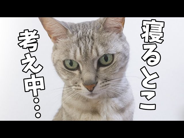 猫だらけで寝る場所がなくて動画編集妨害する猫 - YouTube