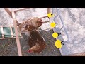 Cómo Instalar Bebederos Automáticos para Aves | COPELE