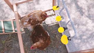 Cómo Instalar Bebederos Automáticos para Aves | COPELE