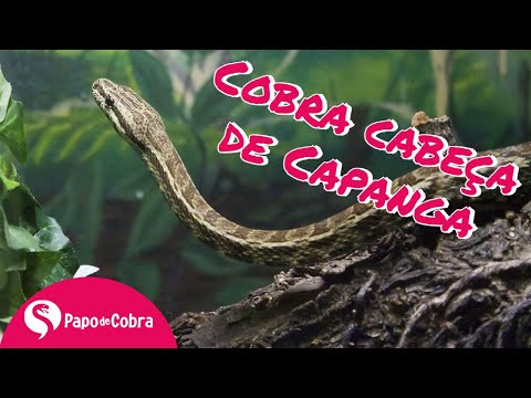CANINANA, Cobras Brasileiras #4