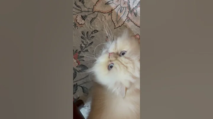 Video 11810901: savannah, cat meowing, meow walk, lion