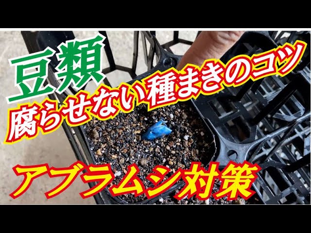 ここが大事 腐らないそら豆の種まきのコツ Youtube