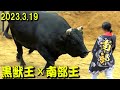 黒獣王ｘ南部王 2023.3.19　【沖縄闘牛】