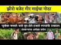 #गीर_गाय झिरो बजेट गोठा तूप विक्रीतून हजारोंची उलाढाल | Gir Cow Farm in Maharashtra #GirCow Geercow